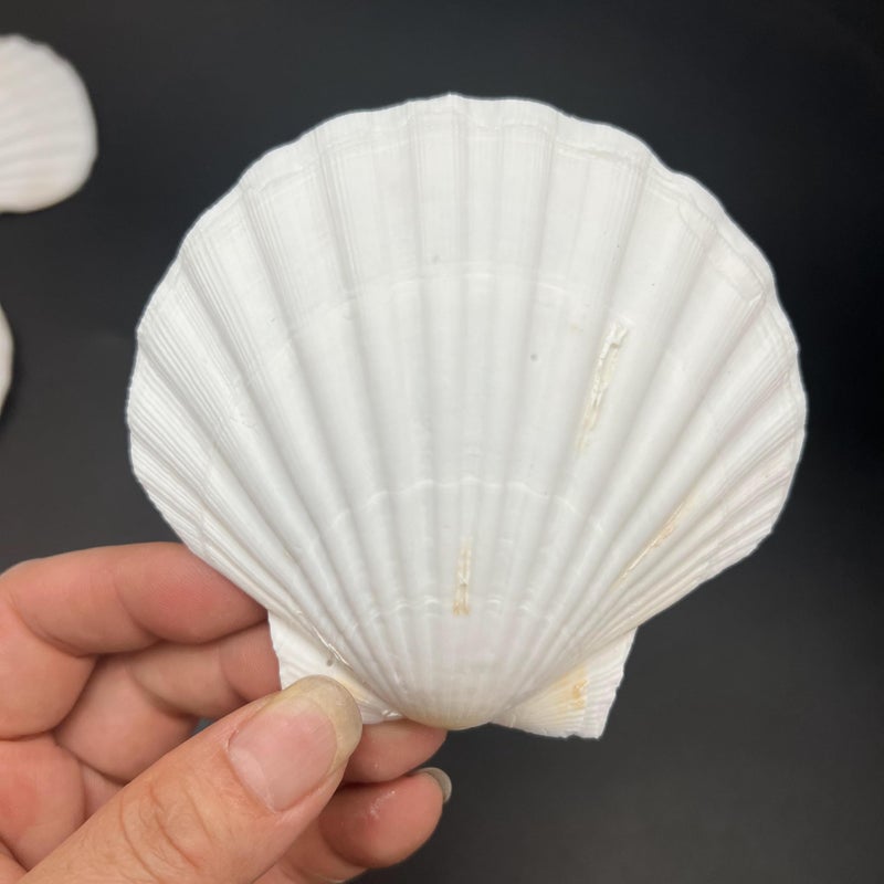 PEPPERLONELY 8 PC Large Great Scallop Sea Shells, Irish Deeps or Irish Baking Shells, 3 Inch ~ 4 Inch - Image 2